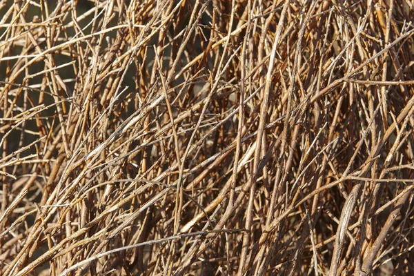 Bruna grenar. Natur bakgrund i varm ton — Stockfoto
