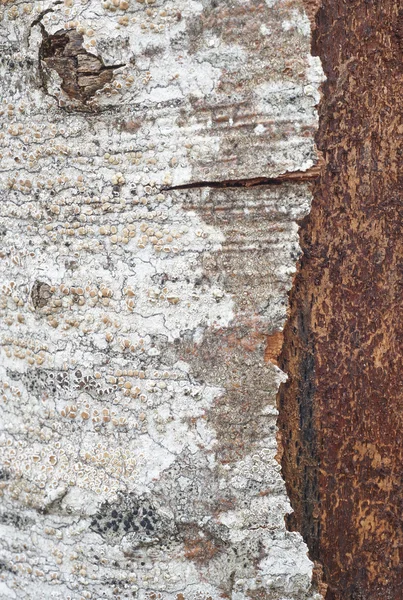 Detalhe de casca de árvore com formações de líquen. Natureza texturizado backgro — Fotografia de Stock