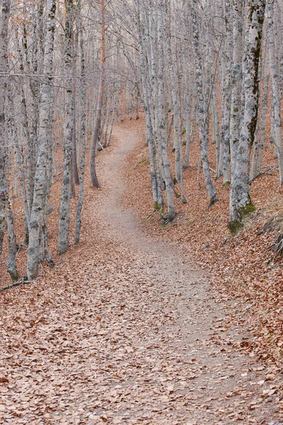 Pathway on a autumn beech forest landscape. Tejera Negra. Spain — Stock Photo, Image