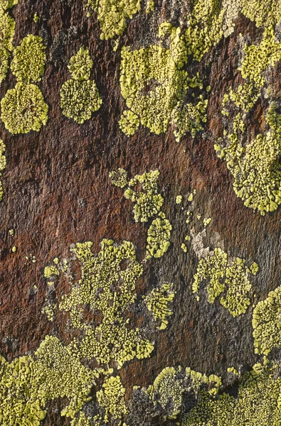 Green lichen formation over a textured brown stone — Stock Photo, Image