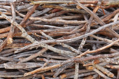 Ağaç dalları yığılmış. Doğa arka planda sıcak sesi