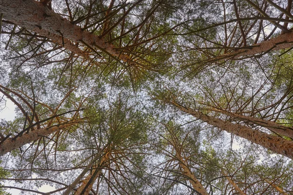 Vista alta del bosque de pinos desde abajo. Fondo de naturaleza —  Fotos de Stock