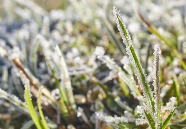 Bevroren herfst groene plant op de grond. Natuur achtergrond — Stockfoto