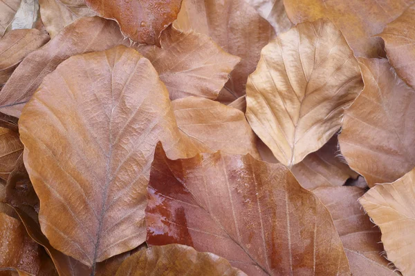 O outono deixa detalhes no chão. Natureza fundo — Fotografia de Stock