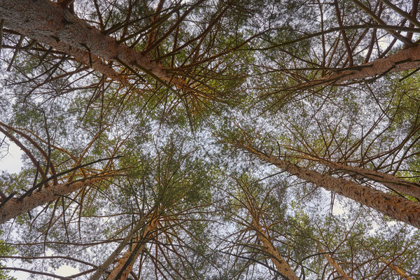 High pine tree forest view from below. Nature background