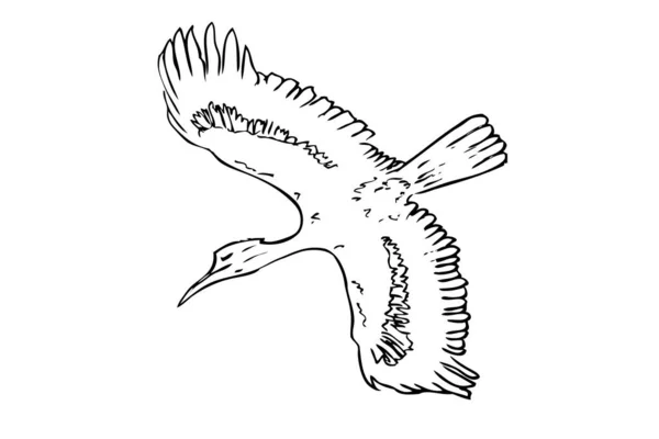 Векторный Контур Ручной Рисунок Летающая Баклановая Птица Изолированный Белом Фоне — стоковый вектор