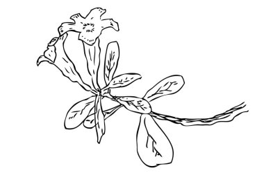 Vektör Eli Çizim Basit, Japonya Frangipani