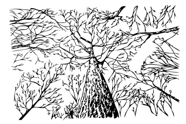 Vektor Manuelle Zeichnung Skizze Abgestorbener Baum — Stockvektor