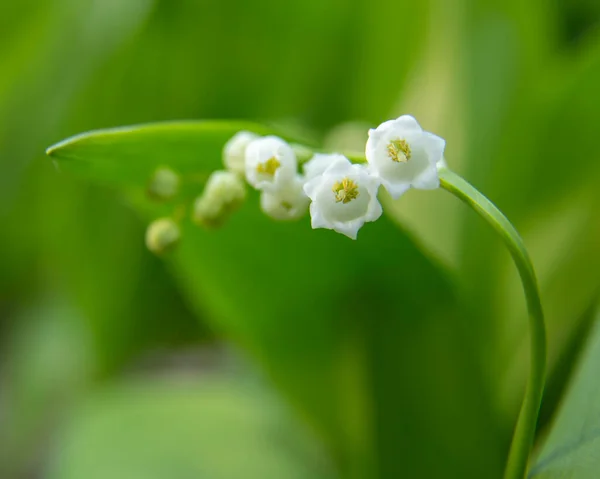 Achtergrond Van Tak Van Lelie Van Vallei — Stockfoto