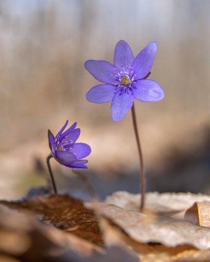 Güneşli günde karaciğerin iki çiçeği 