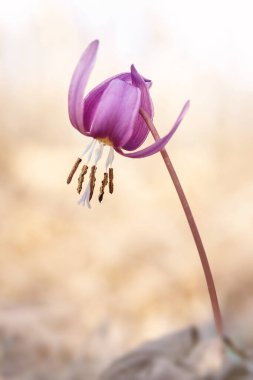 Eritranyumun dikey arkaplanı, bulanık arkaplanda güzel yabani çiçek.