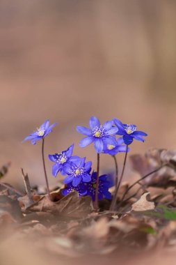Karaciğer otlarının dikey arkaplanı, bulanık arkaplanda güzel kır çiçekleri