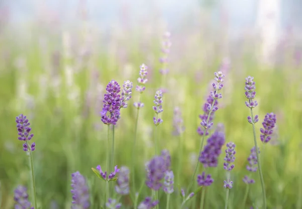 Achtergrond Van Lavendelbloemen — Stockfoto