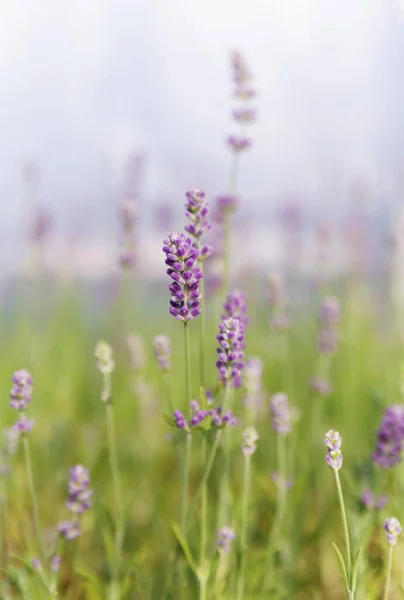 Achtergrond Van Lavendelbloemen — Stockfoto