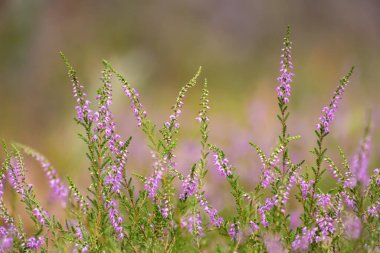 Vahşi kenevir çiçeklerinin arkaplanı; funda çiçekleriyle bulanık arkaplan