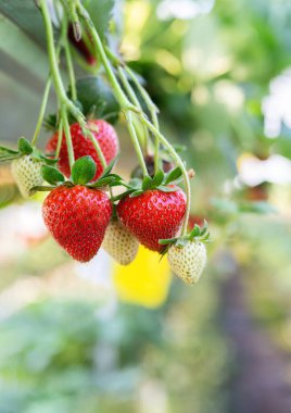 Seradaki hidroponik çileklerin arkaplanı; hidroponik çilek dalı