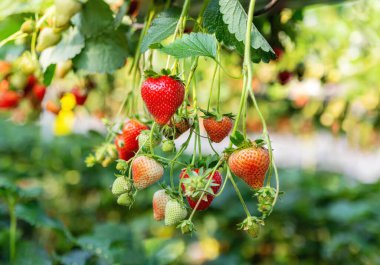 Seradaki hidroponik çileklerin arkaplanı; hidroponik çilek dalı