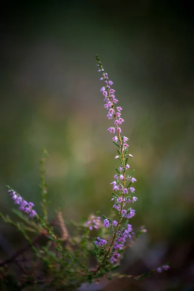 View Heather Branch Ray Light — Stock Photo, Image