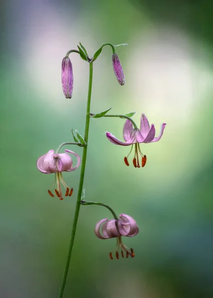 Uitzicht Prachtige Wilde Lelies — Stockfoto