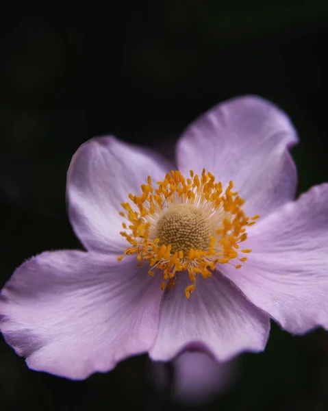 Anémona Japonesa Rosa Sobre Fondo Negro —  Fotos de Stock