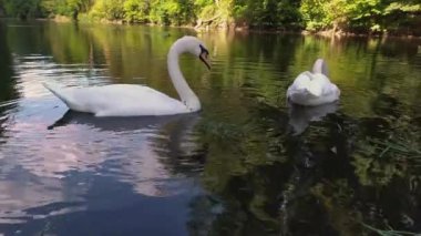 İki kuğu gölde yüzüyor ve otları yiyor.