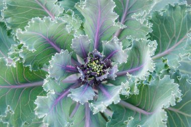 Çiçekli kırmızı Rus lahanasının arka planı