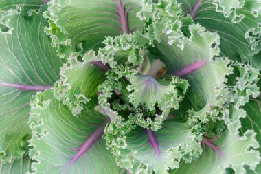 Kızıl Rus lahanasının arka planında