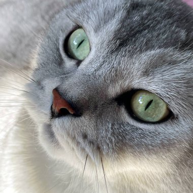 İngiliz çinçilya kedi gözleri