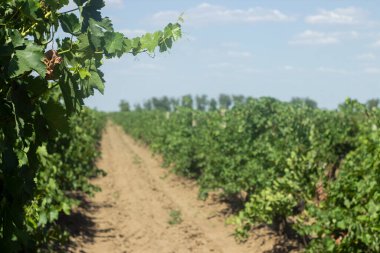 Üzüm bağları yaz manzarasını hasat eder