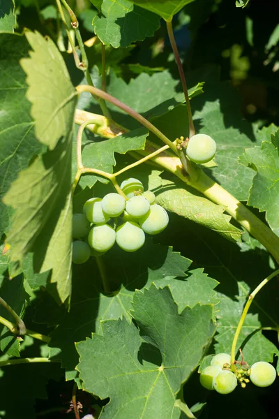 Виноградний Кущ Природа — стокове фото