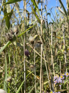 Yalın Ukrayna çimi dikenleri doğa