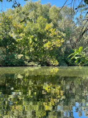 Durgun nehir bataklık orman su doğa