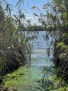 Nehir kamışı Tina Bolta gökyüzü