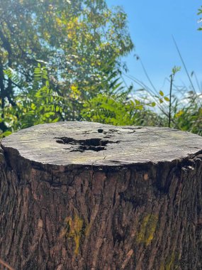 ağaç eski kütük nehir kıyısı sonbaharı