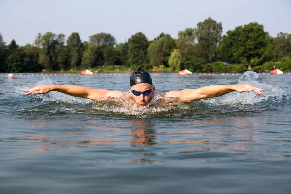 Nadador mariposa o delfín natación golpe —  Fotos de Stock