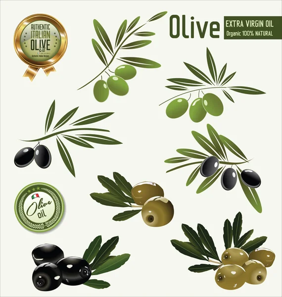 Oliv — Stockvektor