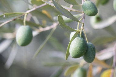 siyah üzerine beyaz çiçek