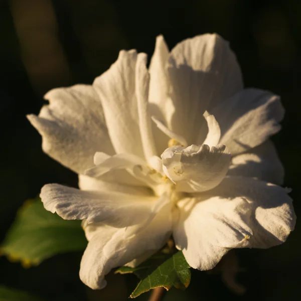 White flower on Black — Stock Photo, Image