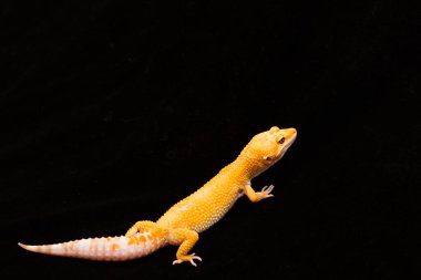 Fotoğrafta, Eublefar ailesinin kara arka planda bir kertenkelesini görüyorsunuz..