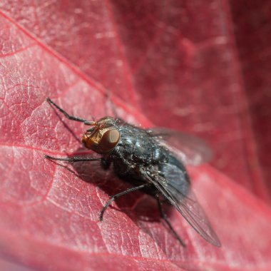 Kırmızı yaprak üzerinde uçmak