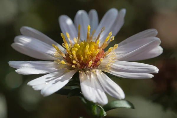 After rain — Stock Photo, Image