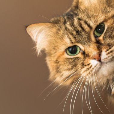 iki kedi