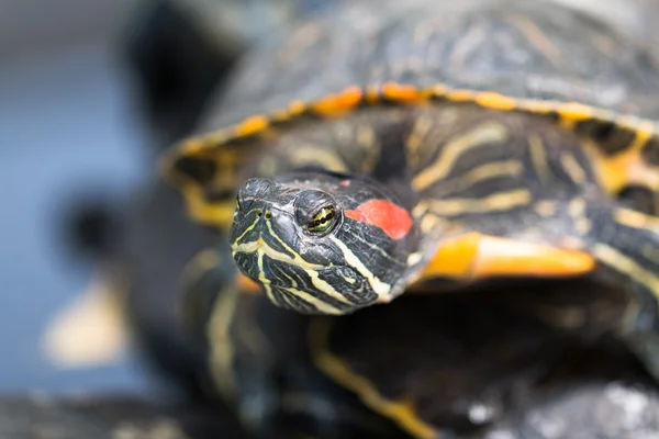 Tortue une Images De Stock Libres De Droits