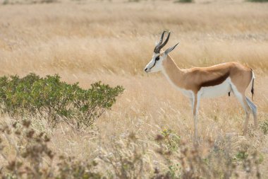 Springbok (Antidorcas marsupialis), Namibya 'nın Etosha bozkırında izole edilmiş.