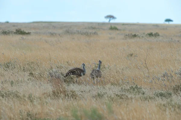 Ett Par Kori Bustard Ardeotis Kori Vandrar Etoshas Gräsmarker Namibia — Stockfoto
