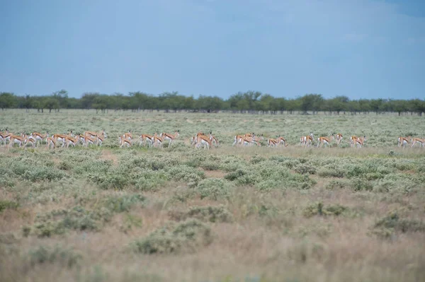 Springboks Dans Parc National Etosha Namibie — Photo