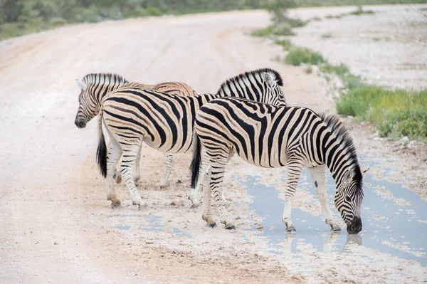 Slätter Burchells Zebra Equus Burchelli Etosha Nationalpark Namibia — Stockfoto