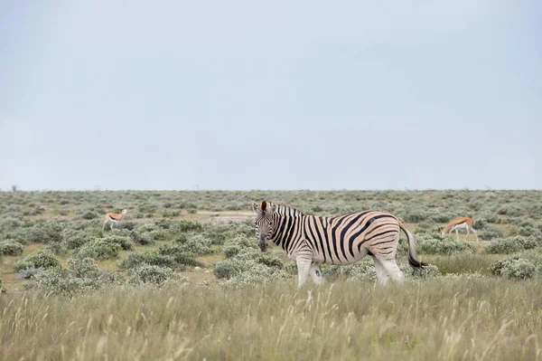 Planícies Burchells Zebra Equus Burchelli Etosha National Park Namíbia — Fotografia de Stock