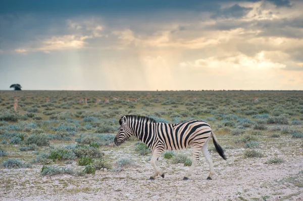 Una Zebra Pianura Burchells Equus Burchelli Parco Nazionale Etosha Namibia — Foto Stock