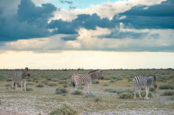 Plaines Burchells Zèbres Equus Burchelli Parc National Etosha Namibie — Photo